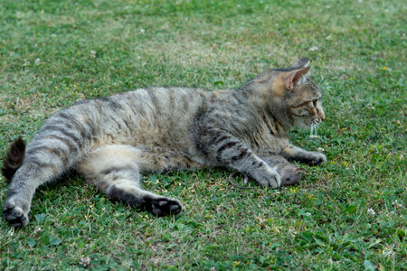 Grey stripped cat holding a  mouse in her teeth. Cat  holding a mouse in her mouth.の写真素材