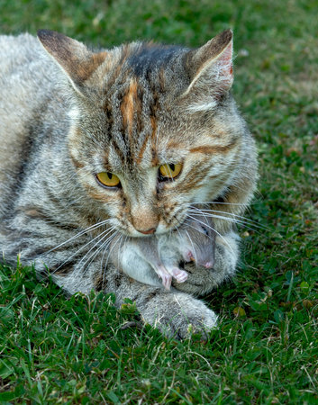 Grey stripped cat holding a  mouse in her teeth. Cat  holding a mouse in her mouth.の写真素材