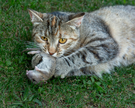 Grey stripped cat holding a  mouse in her teeth. Cat  holding a mouse in her mouth.の写真素材