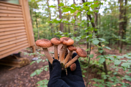 Holding Armillaria mellea, commonly known as honey fungus in the hand. Mushroom picking.の写真素材