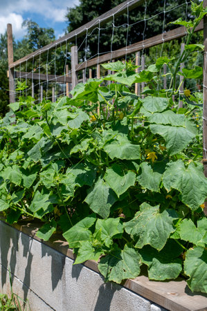 Small organic cucumber (Cucumis sativus) flowering in the vegetable garden. Blooming Gherkin. Close up. Detail.の写真素材