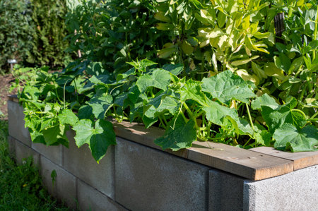 Small organic cucumber (Cucumis sativus) flowering in the vegetable garden. Blooming Gherkin. Close up. Detail.の写真素材