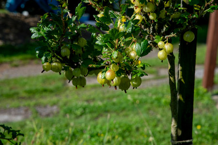 Gooseberry or European gooseberry (Ribes uva-crispa). Unripe green organic gooseberries in the garden.の写真素材