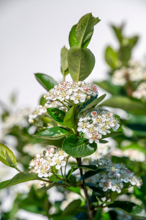 Aronia melanocarpa flowering in the garden. White flowers of the Black Chokeberry.の写真素材