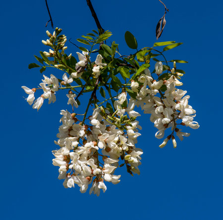 The white flowers of Robinia pseudoacacia. Black Locust False Acacia blooming in the springtime.の写真素材