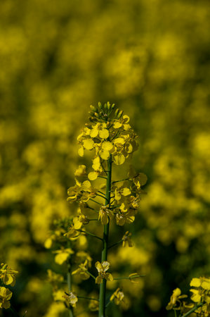 Yellow flowers of Brassica Napus. Flowering rapeseed, canola or colza.