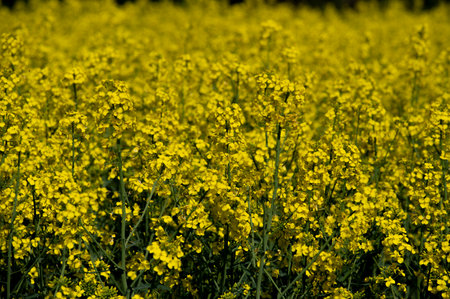 Yellow flowers of Brassica Napus. Flowering rapeseed, canola or colza.の写真素材