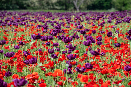 Flowering purple poppy seed flowers (Papaver somniferum). Agricultural field of breadseed poppy.の写真素材