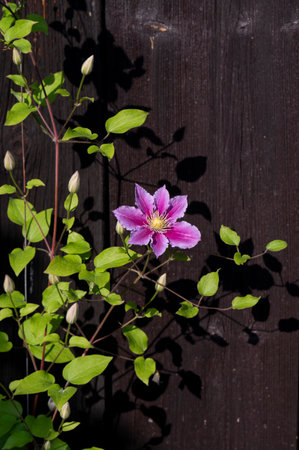 Purple Clematis Flowers Blooming in the garden.の写真素材