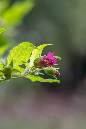 Flowers of Atropa bella-donna or deadly nightshade. The plant is commonly known as belladonna.の写真素材