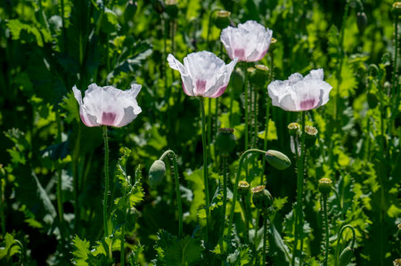 Flowering white poppy seed flowers (Papaver somniferum). Agricultural field of breadseed poppy.の写真素材