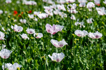 Flowering white poppy seed flowers (Papaver somniferum). Agricultural field of breadseed poppy.の写真素材