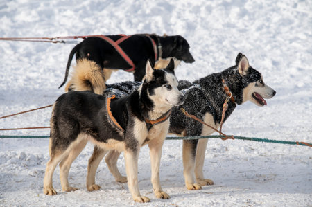 Two husky dogs harnessed to a dog sled
