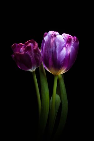 Purple Tulip Flowers on Blackの写真素材