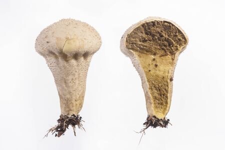 Bovist Mushroom - Whole and Inside Viewの写真素材