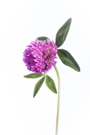 Red Clover - Isolated Flowering Plantの写真素材
