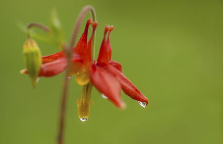 Aquilegia formosa - Red Columbineの写真素材