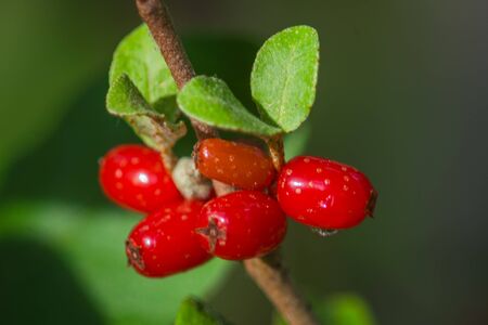 Soapberry - Shepherdia canadensis