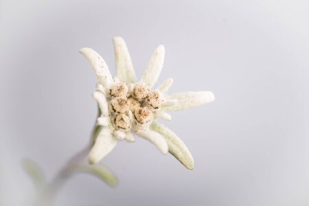 Isolated Edelweiss Flower - Mountaineering Symbolの写真素材