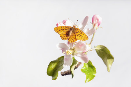 An Aphrodite Fritillary butterfly is resting on a blooming apple tree branch.の写真素材