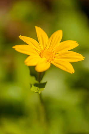 Heart-Leaved Arnica in full bloom on a nice blurred forest floor background.の写真素材