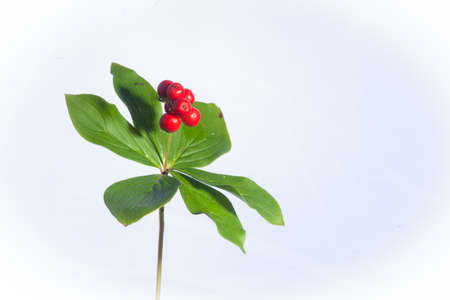 A Canadian Bunchberry also known as Cornus canadensis is displayed with its red berry cluster isolated on a light backdrop.の写真素材
