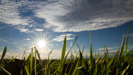 meadow in backlightの写真素材