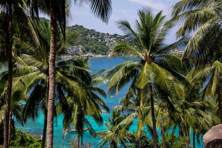 Palm tree of koh taoの写真素材