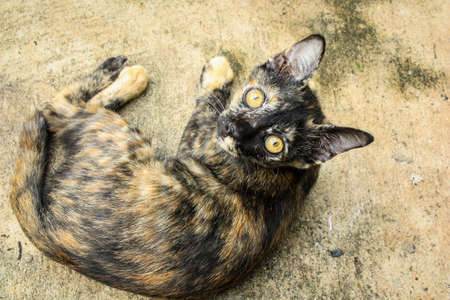 you see a little cat that is spotted black and brown and is lying on the floorの写真素材