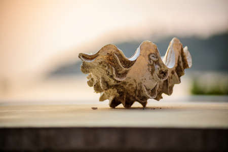 You can see a shell lying on a wall. The background of the picture is blurred.の写真素材