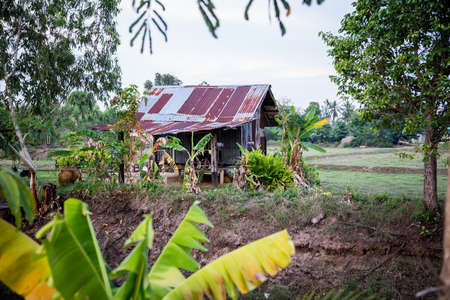 an old tin hut in thailand that stands in a field between treesの写真素材