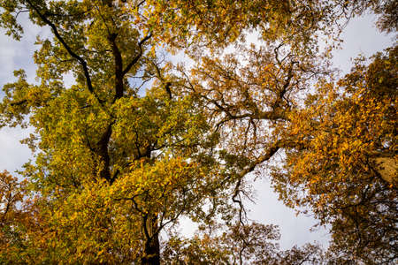 yellow and green leaves at trees photographed from low angle viewの写真素材