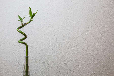 A bamboo plant that is in a glass vase and stands on a black surface, the background is white.の写真素材