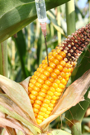 Syringe injects a liquid into a corn cobの写真素材