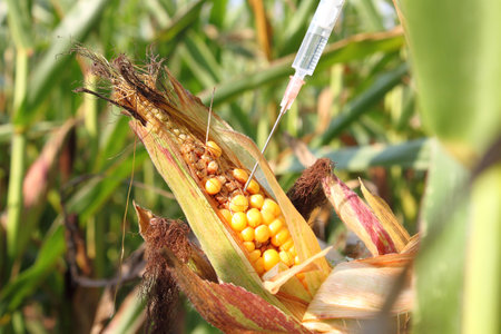 Syringe injects a liquid into a corn cobの写真素材