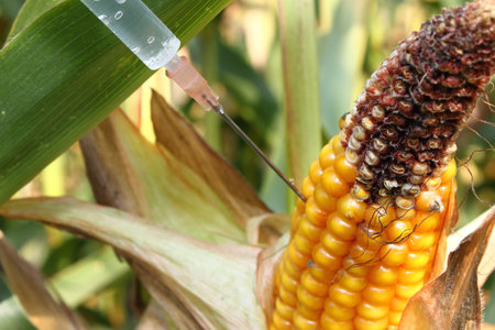 Syringe injects a liquid into a corn cobの写真素材