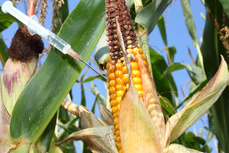 Syringe injects a liquid into a corn cobの写真素材