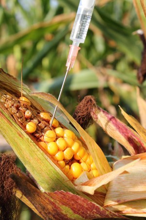 Syringe injects a liquid into a corn cobの写真素材