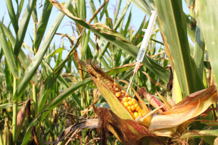 Syringe injects a liquid into a corn cobの写真素材