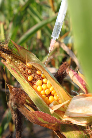 Syringe injects a liquid into a corn cobの写真素材