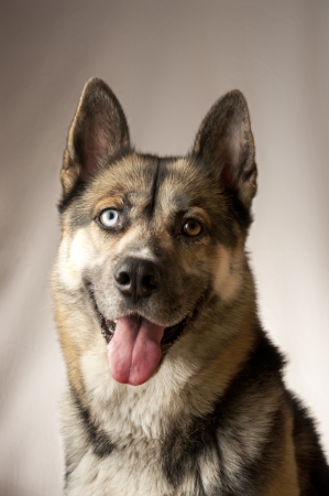 Dog posingの写真素材