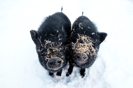 Minipigs in the snow covered with strawの写真素材