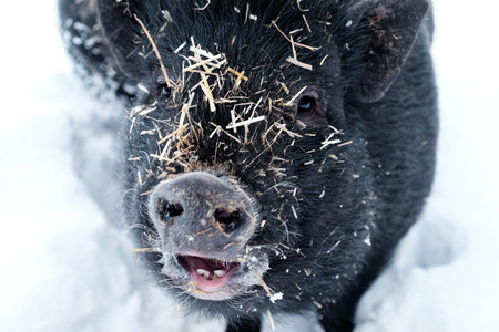 Minipig in the snow covered with strawの写真素材