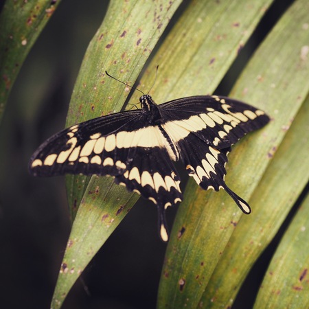 Butterfly on Leaf, Costa Ricaの写真素材