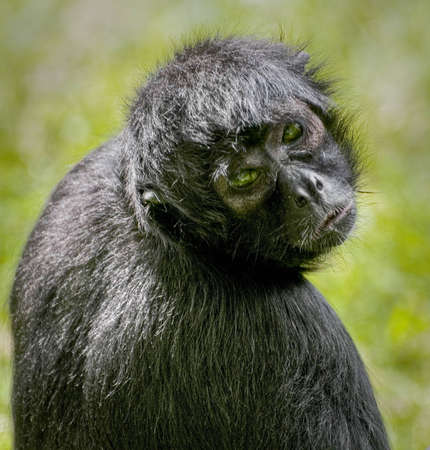 Portrait of a Spider Monkeyの写真素材