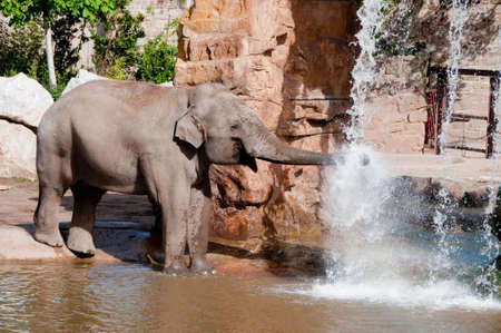 Elephant