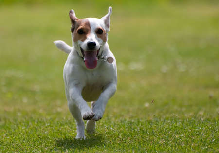 Jack Russell