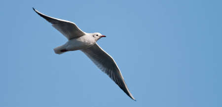 Black Headed Gull