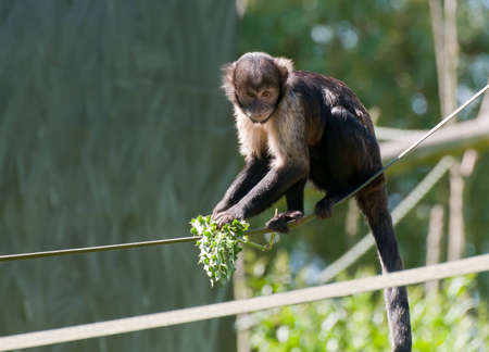 Buffy Headed Capuchin