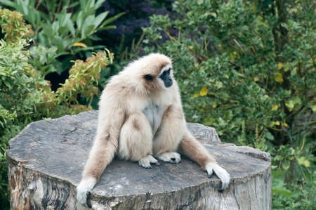 Lar Gibbonの写真素材